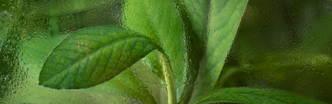 Green notes — a dew-covered green leaf close-up